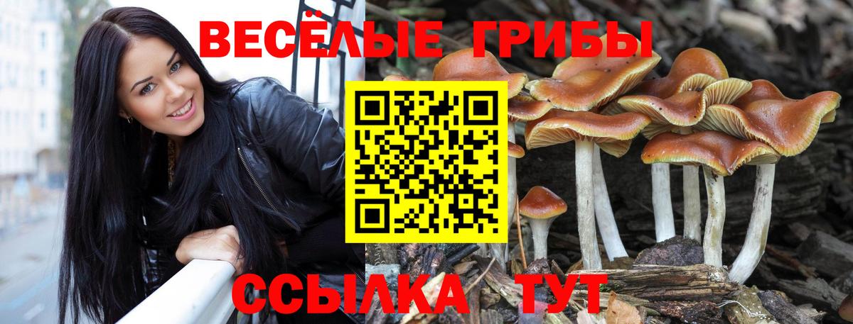 Псилоцибиновые грибы мицелий Красноярск